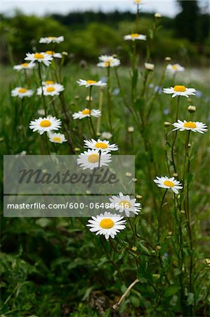 Close-Up of Oxeye Daisies and Feverfew in a Meadow, Franconia, Bavaria, Germany