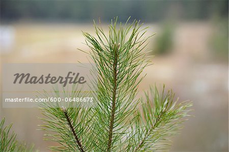 Close-Up of Scots Pine, Oberpfalz, Bavaria, Germany