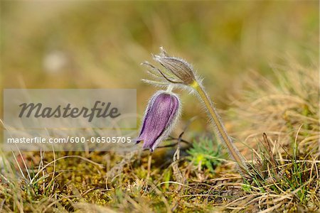 Close-Up of Pulsatilla Vulgaris, Pasque Flower, Oberpfalz, Bavaria, Germany