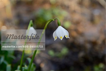 Leucojum Vernum, Spring Snowflake, Oberpfalz, Bavaria, Germany