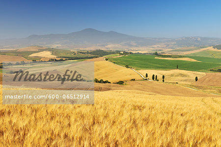 Tuscan Countryside with Wheat Field in Summer, Province of Siena, Tuscany, Italy
