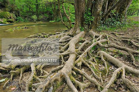 Roots of Tree by River, Jura, Franche-Comte, France