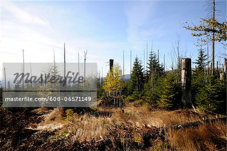 Landscape of dead trees fallen by bark beetles in autumn in the Bavarian forest, Bavaria, Germany.