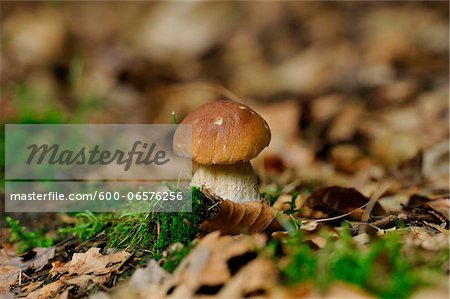 Close-up of Penny Bun (Boletus edulis) on Forest Floor in Autumn, Upper Palatinate, Bavaria, Germany.