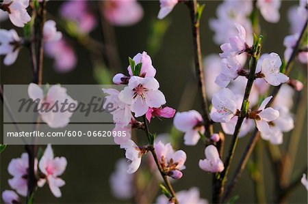 Close-up of peach (Prunus persica) blossoms in a garden in spring, Austria