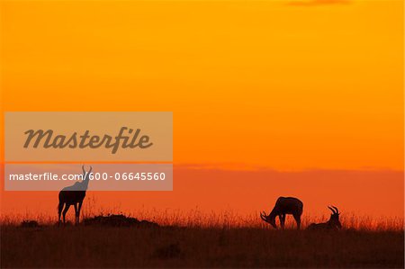 Topi (Damaliscus korrigum) Silhouetted against Sky at Sunrise, Maasai Mara National Reserve, Kenya