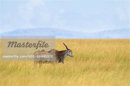 Common Eland (Taurotragus oryx) in Savannah, Maasai Mara National Reserve, Kenya