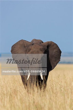 African Elephant (Loxodonta africana) in Savanna, Maasai Mara National Reserve, Kenya, Africa