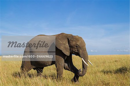 African Bush Elephant (Loxodonta africana) in Savanna, Maasai Mara National Reserve, Kenya, Africa