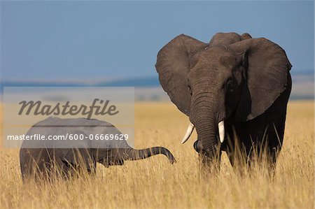 African Bush Elephant (Loxodonta africana) Mother with Calf, Maasai Mara National Reserve, Kenya, Africa