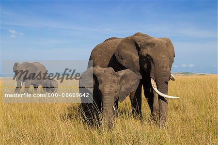 African Bush Elephant (Loxodonta africana) Mothers with Calves, Maasai Mara National Reserve, Kenya, Africa