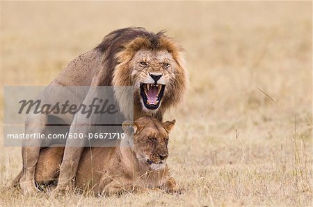 African lions (Panthera leo) mating, Maasai Mara National Reserve, Kenya African lions (Panthera leo) mating, Maasai Mara National Reserve, Kenya