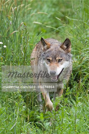 European Wolf (Canis lupus lupus) in Game Reserve, Germany