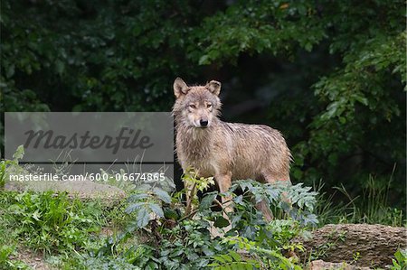 Eastern Wolf (Canis lupus lycaon) in Game Reserve, Bavaria, Germany