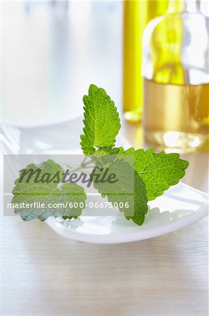 Lemon balm with bottles of aromatic oil for aromatherapy