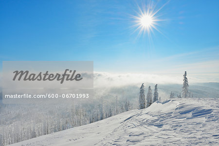 Snow Covered Conifer Forest in the Winter, Grafenau, Lusen, National Park Bavarian Forest, Bavaria, Germany