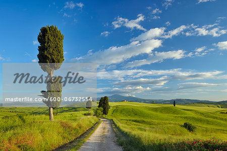 Cypress trees along country road, through green fields. Pienza, Val d´Orcia, Siena Province, Tuscany, Italy. Cypress trees along country road, through green fields. Pienza, Val d´Orcia, Siena Province, Tuscany, Italy.