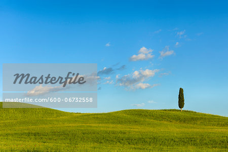 Cypress tree in green field. Pienza, Val d´Orcia, Tuscany, Italy. Cypress tree in green field. Pienza, Val d´Orcia, Tuscany, Italy.