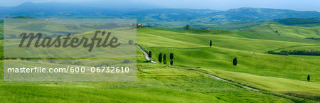 Track passing through green fields with cypress trees. Pienza, Siena Province, Val d´Orcia, Tuscany, Italy.