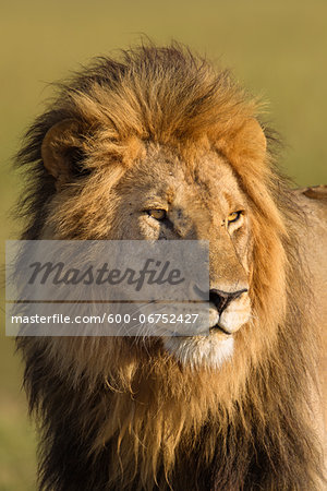 Portrait of Male Lion (Panthera leo), Maasai Mara National Reserve, Kenya, Africa