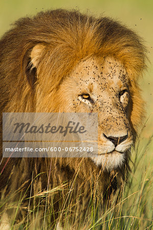 Portrait of Male Lion (Panthera leo) Walking in Tall Grass, Maasai Mara National Reserve, Kenya, Africa Portrait of Male Lion (Panthera leo) Walking in Tall Grass, Maasai Mara National Reserve, Kenya, Africa