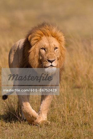 Portrait of Male Lion (Panthera leo) Walking in Grass, Maasai Mara National Reserve, Kenya, Africa Portrait of Male Lion (Panthera leo) Walking in Grass, Maasai Mara National Reserve, Kenya, Africa