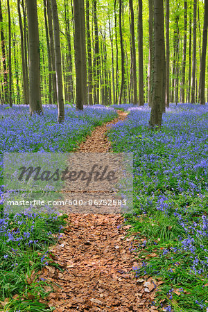 Path through Beech Forest with Bluebells in Spring, Hallerbos, Halle, Flemish Brabant, Vlaams Gewest, Belgium
