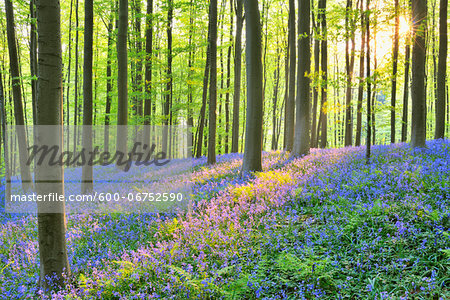 Sun through Beech Forest with Bluebells in Spring, Hallerbos, Halle, Flemish Brabant, Vlaams Gewest, Belgium