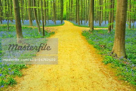 Path with Crossroads in Beech Forest with Bluebells in Spring, Hallerbos, Halle, Flemish Brabant, Vlaams Gewest, Belgium