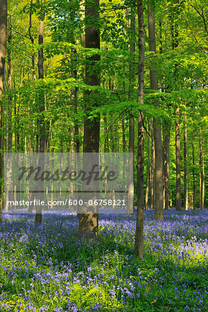 Beech Forest with Bluebells in Spring, Hallerbos, Halle, Flemish Brabant, Vlaams Gewest, Belgium