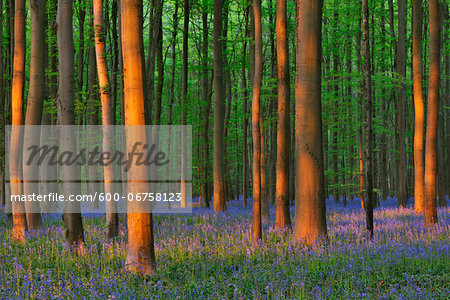 Beech Forest with Bluebells in Spring, Hallerbos, Halle, Flemish Brabant, Vlaams Gewest, Belgium