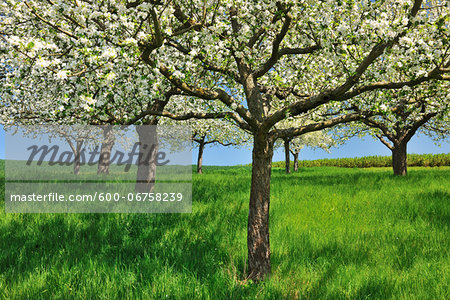 Blossoming Apple Trees in Spring, Monchberg, Spessart, Bavaria, Germany Blossoming Apple Trees in Spring, Monchberg, Spessart, Bavaria, Germany
