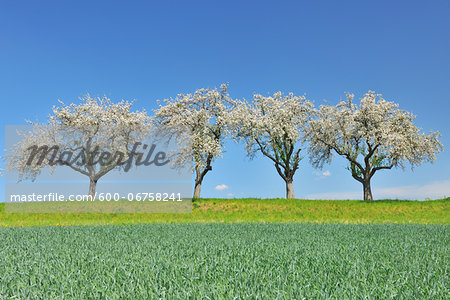 Row of Blossoming Apple Trees in Spring, Monchberg, Spessart, Bavaria, Germany