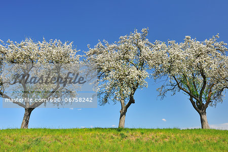 Blossoming Apple Trees in Spring, Monchberg, Spessart, Bavaria, Germany