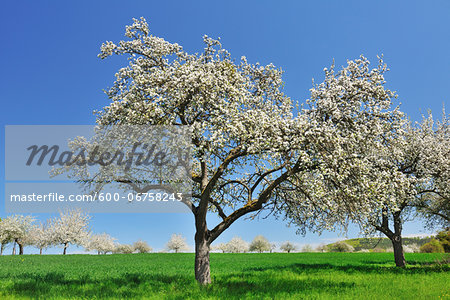 Blossoming Apple Trees in Spring, Monchberg, Spessart, Bavaria, Germany