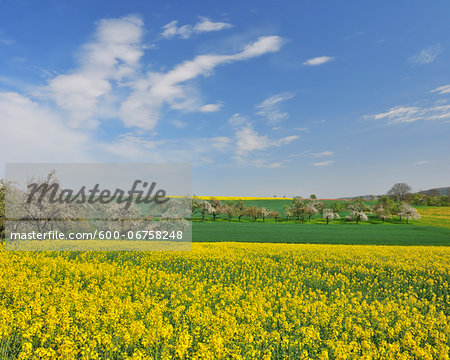 Countryside with Canola Fields in Spring, Monchberg, Spessart, Bavaria, Germany