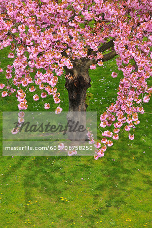 Blossoming Cherry Tree in Spring, Obernburg, Spessart, Bavaria, Germany