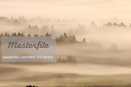 Morning Mist, Kochelmoor, Bad Tolz-Wolfratshausen, Upper Bavaria, Bavaria, Germany Morning Mist, Kochelmoor, Bad Tolz-Wolfratshausen, Upper Bavaria, Bavaria, Germany
