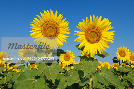 Common Sunflowers (Helianthus annuus) against Clear Blue Sky, Tuscany, Italy