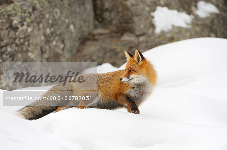 Red Fox (Vulpes vulpes) in Winter, Gran Paradiso National Park, Graian Alps, Italy