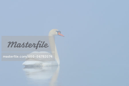 Mute Swan (Cygnus olor) on Misty Lake in Early Morning, Hesse, Germany