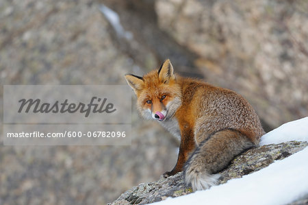 Red fox (Vulpes vulpes) in Winter, Gran Paradiso National Park, Graian Alps, Italy