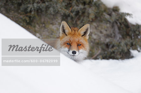 Red Fox (Vulpes vulpes) in Winter, Gran Paradiso National Park, Graian Alps, Italy