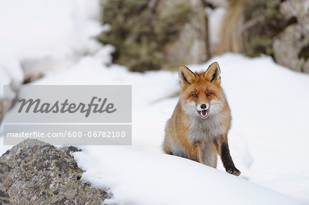 Red Fox (Vulpes vulpes) in Winter, Gran Paradiso National Park, Graian Alps, Italy