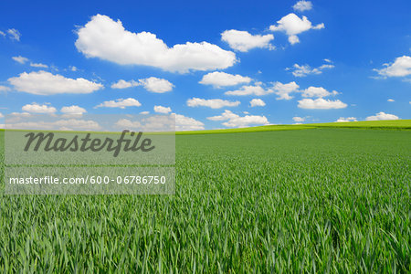 Grain field and Cloudy sky, Springtime, Hesse, Germany Grain field and Cloudy sky, Springtime, Hesse, Germany