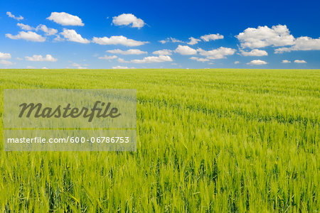 Grain field and Cloudy sky, Springtime, Hesse, Germany