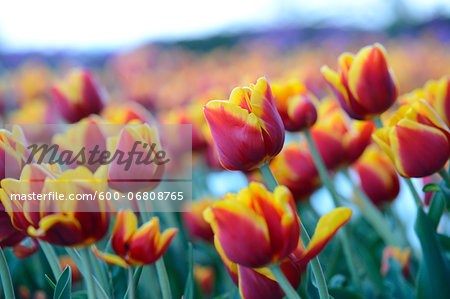 Close-up of Tulips (Tulipa) in Spring, Styria, Austria