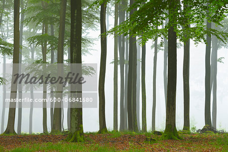 Beech forest (Fagus sylvatica) in early morning mist, Spessart, Bavaria, Germany, Europe