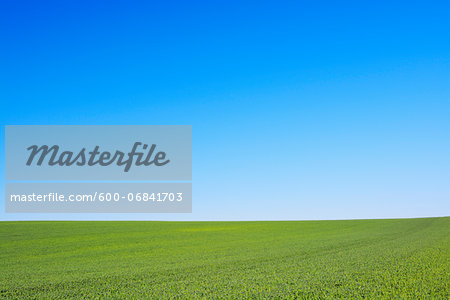 Grain field and Blue Sky, Hesse, Germany, Europe