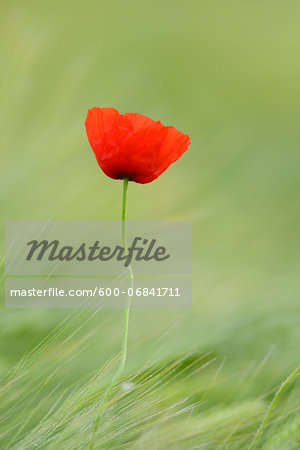 Red Poppy (Papaver rhoeas) in Barley Field, Hesse, Germany, Europe